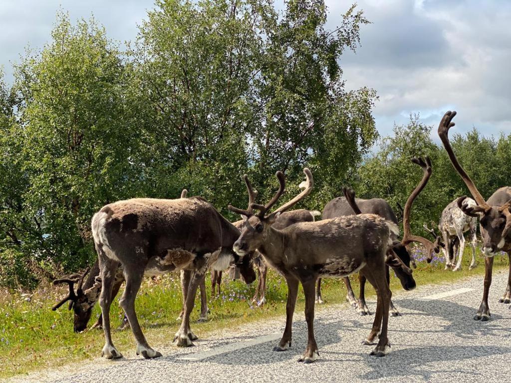 Strandgarden Fjaellnaes Tänndalen Exterior foto